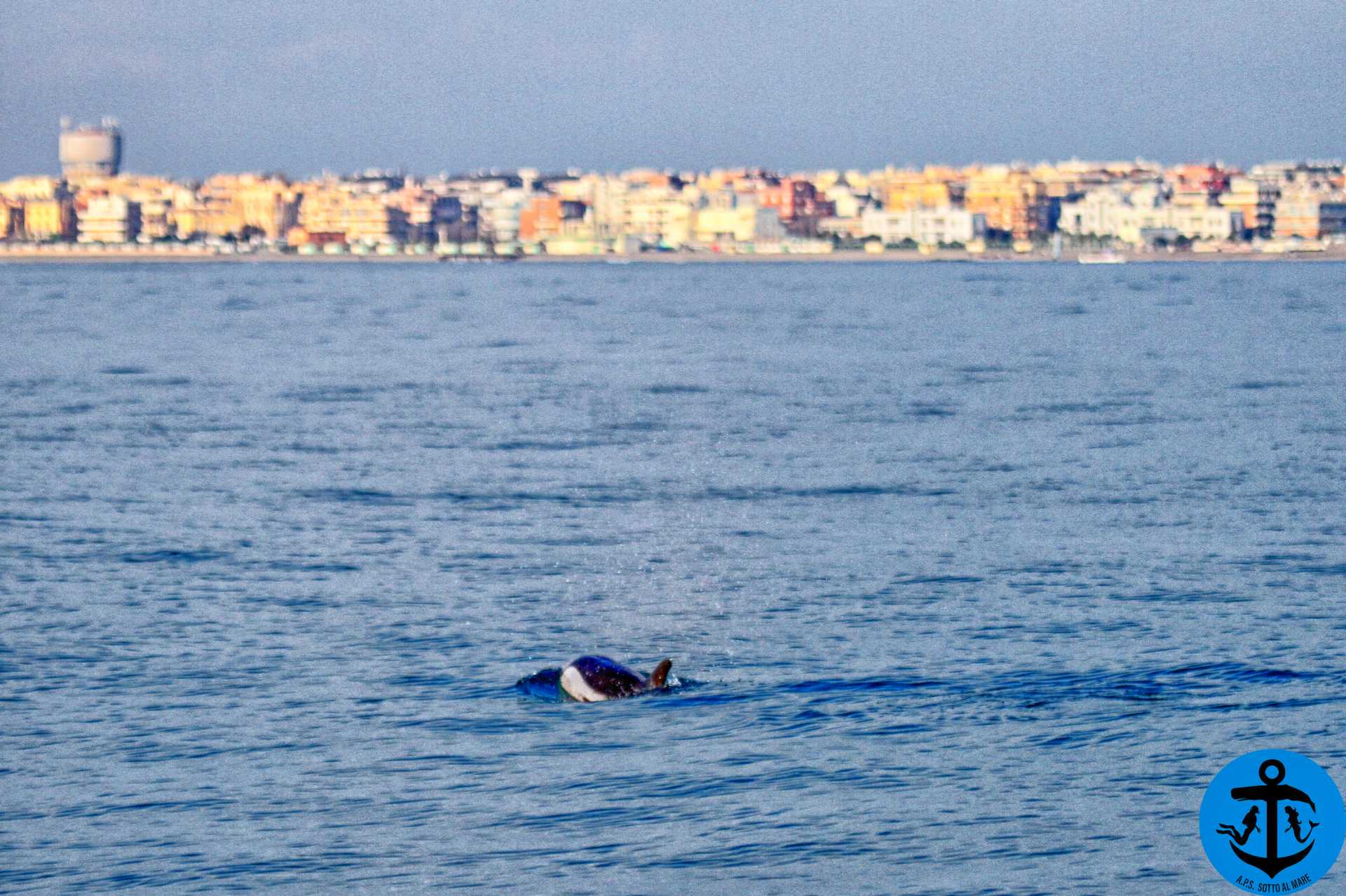 Avvistata una stenella a pochi metri di profondit: incontro inconsueto